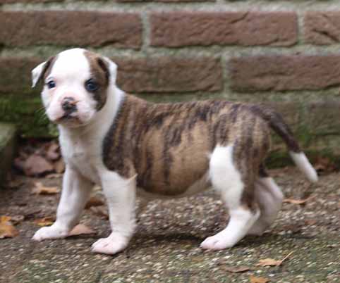 Darkenwald american bulldog